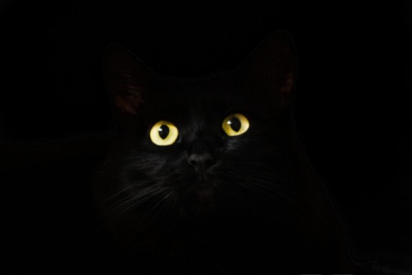 cat-eyes-2944820_1920.jpg