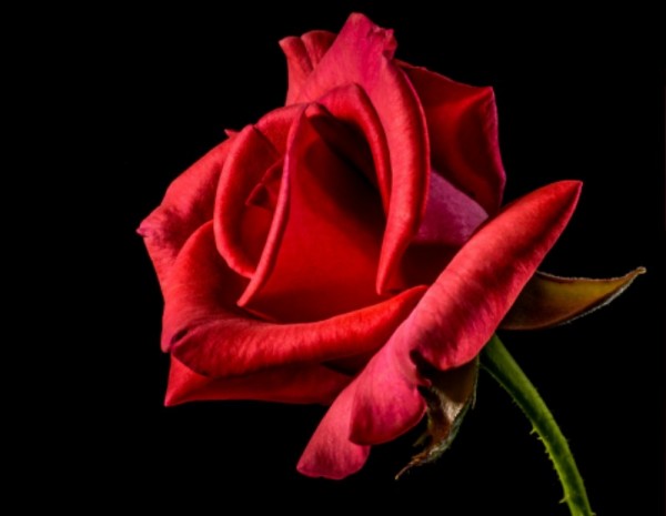 red-rose-320868_1920.jpg