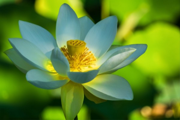lotus-flower-4774833_1920.jpg